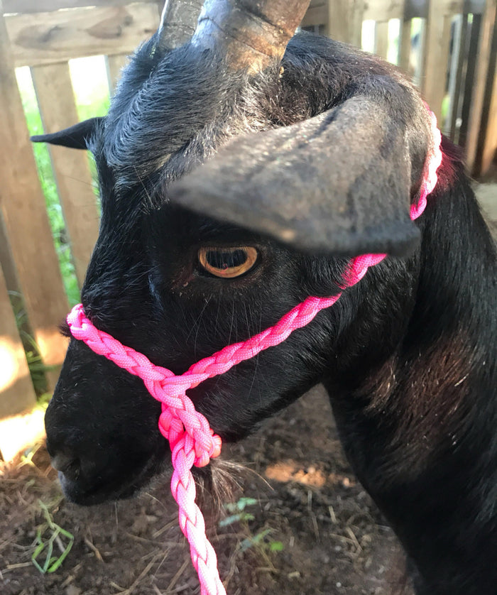 goat adjustable halter and lead, sheep, alpaca, etc - Tiffanys Braided Tack LLC