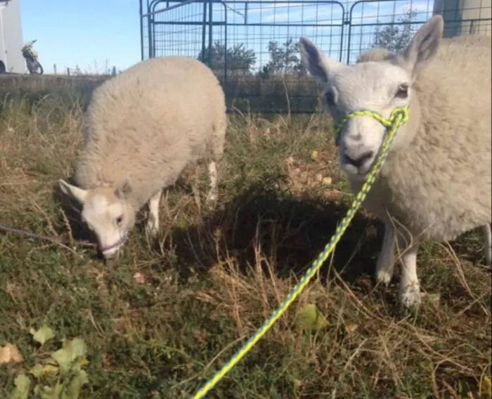 goat adjustable halter and lead, sheep, alpaca, etc - Tiffanys Braided Tack LLC