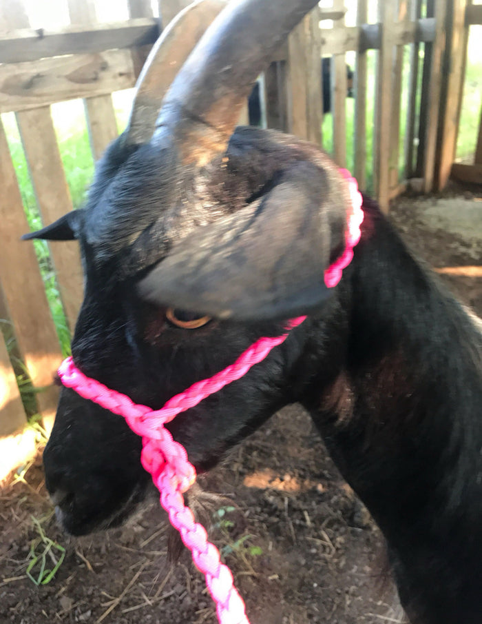 goat adjustable halter and lead, sheep, alpaca, etc - Tiffanys Braided Tack LLC