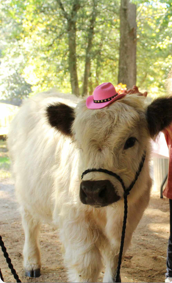 goat adjustable halter and lead, sheep, alpaca, small cow, etc. - Tiffanys Braided Tack LLC