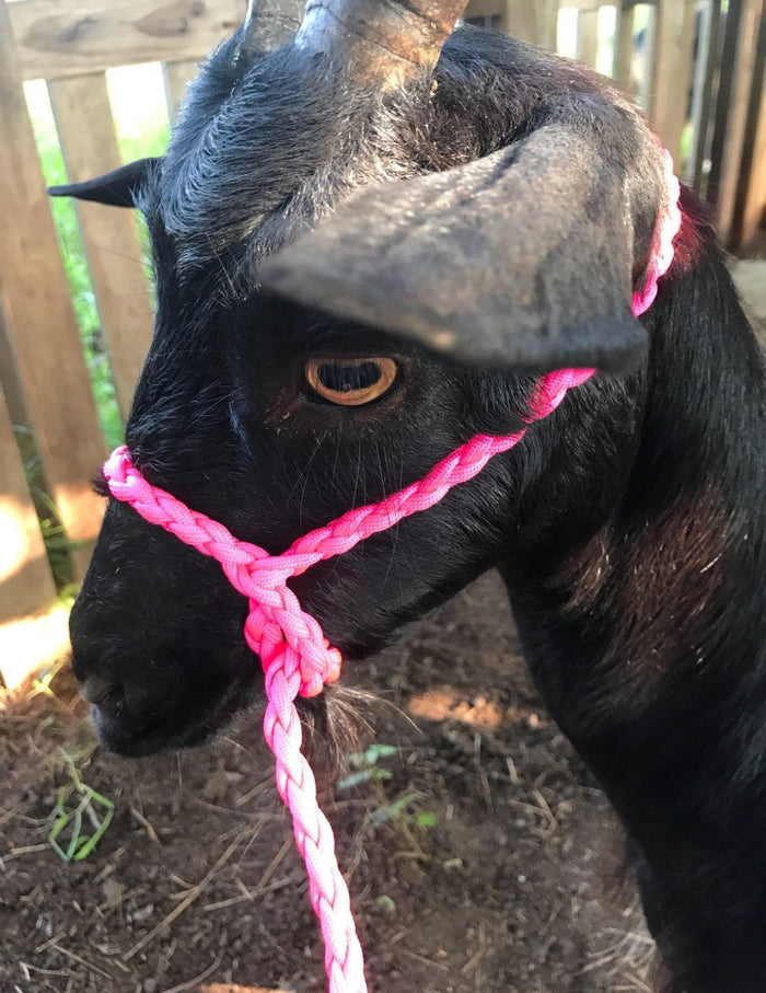 goat adjustable halter and lead, sheep, alpaca, small cow, etc. - Tiffanys Braided Tack LLC