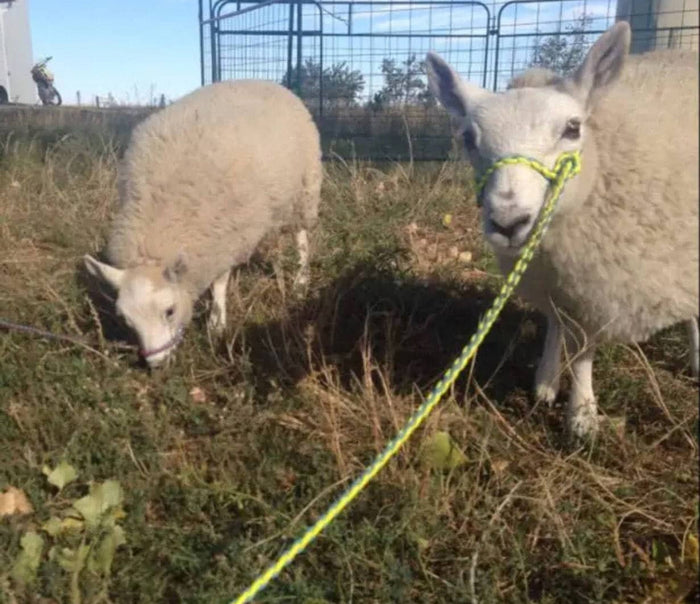 goat adjustable halter and lead, sheep, alpaca, small cow, etc. - Tiffanys Braided Tack LLC