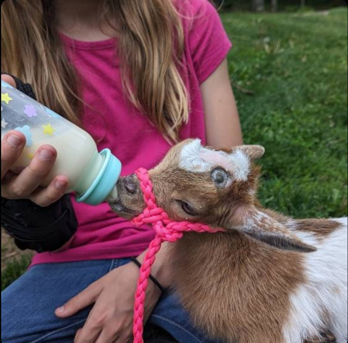 goat adjustable halter and lead, sheep, alpaca, small cow, etc. - Tiffanys Braided Tack LLC