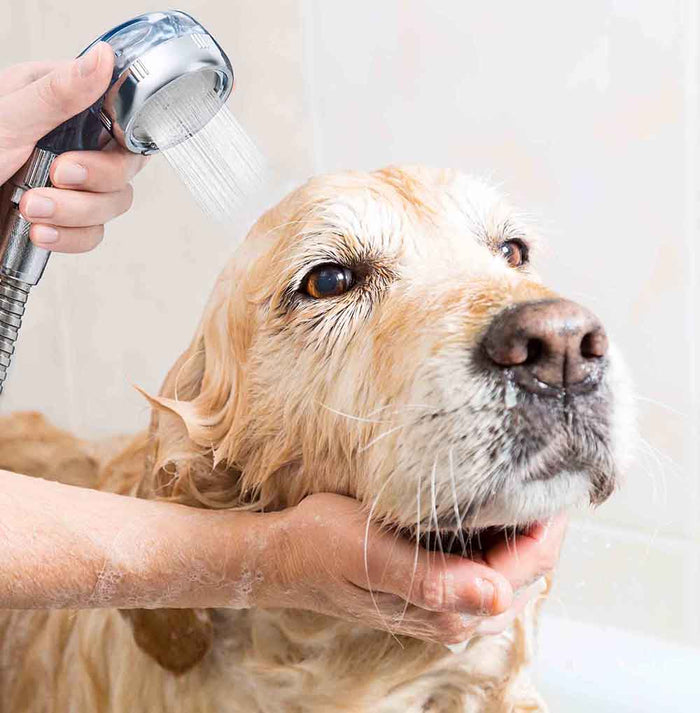 Grooming Starter Kit | Lactic Acid 10 Pack