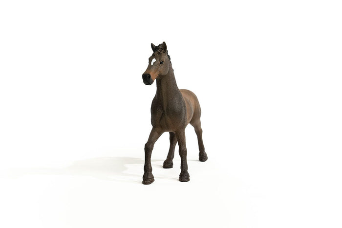 Oldenburger Stallion