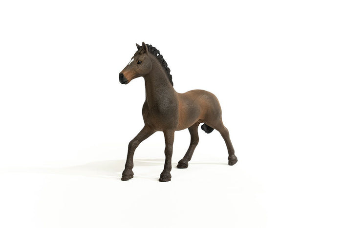 Oldenburger Stallion