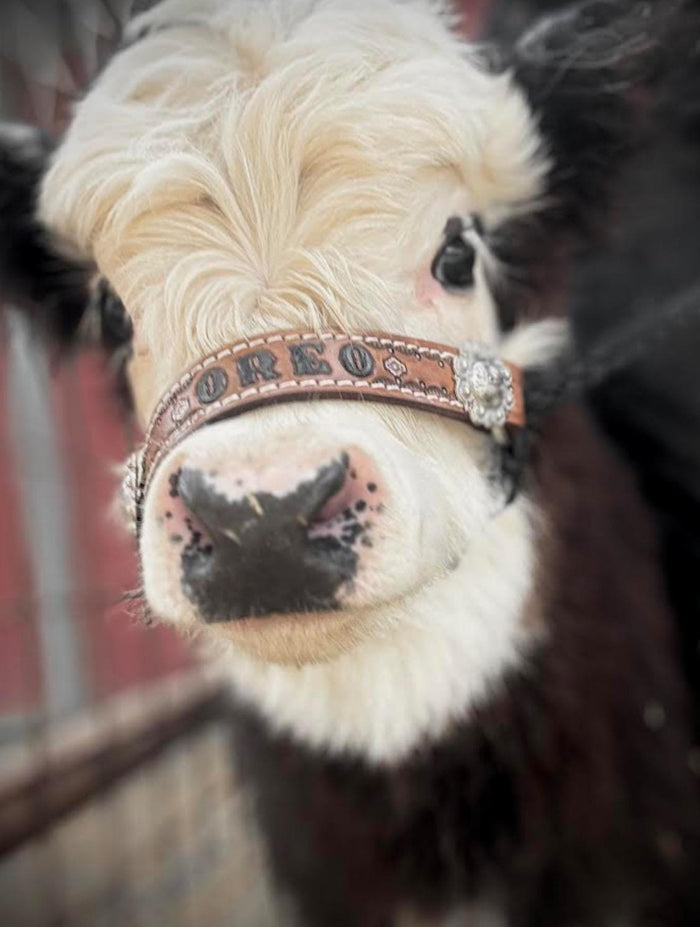 Personalized cow halter large cow or mini cow size Black