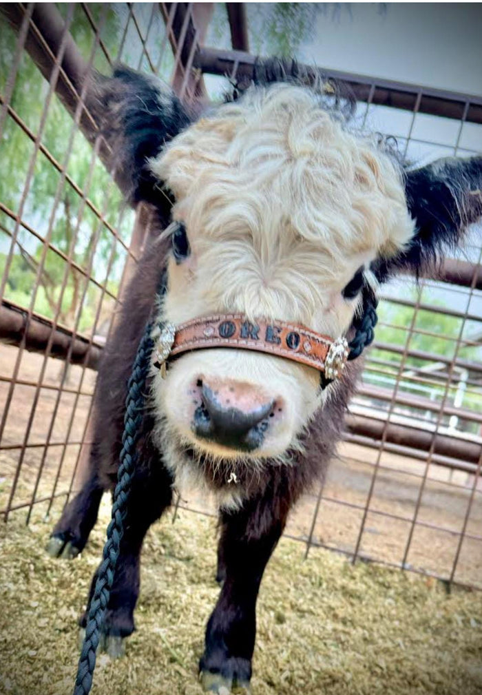 Personalized cow halter large cow or mini cow size Black