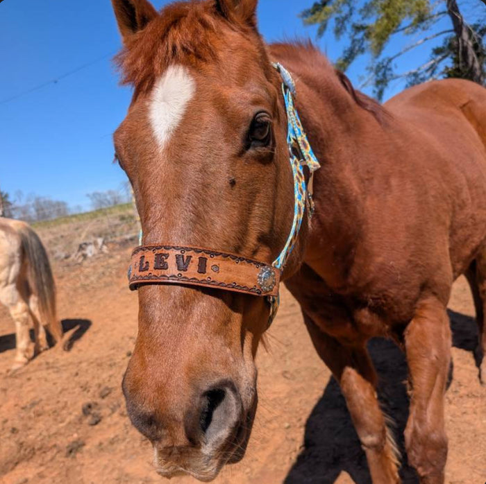 PERSONALIZED sunflower print nylon horse halter