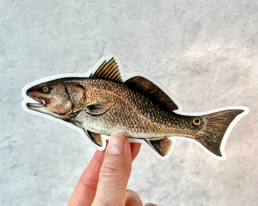Red Drum Fish Sticker