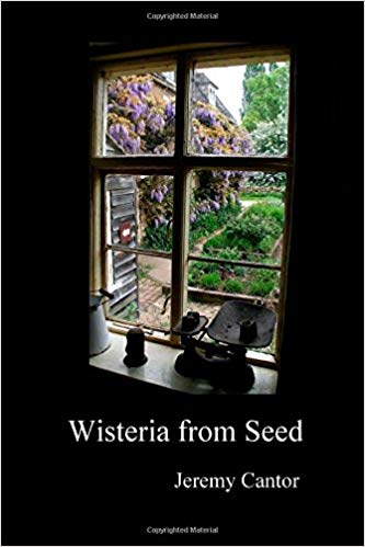 Wisteria from Seed